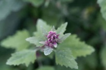 Flower-of-Tree-Spinach