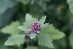 Flower-of-Tree-Spinach