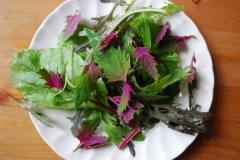 Leaves-of-Tree-Spinach-collected-for-cooking