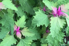 Leaves-of-Tree-Spinach