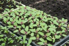 Saplings-of-Tree-Spinach