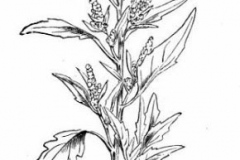 Sketch-of-Tree-Spinach