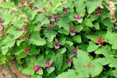 Tree-Spinach-plant