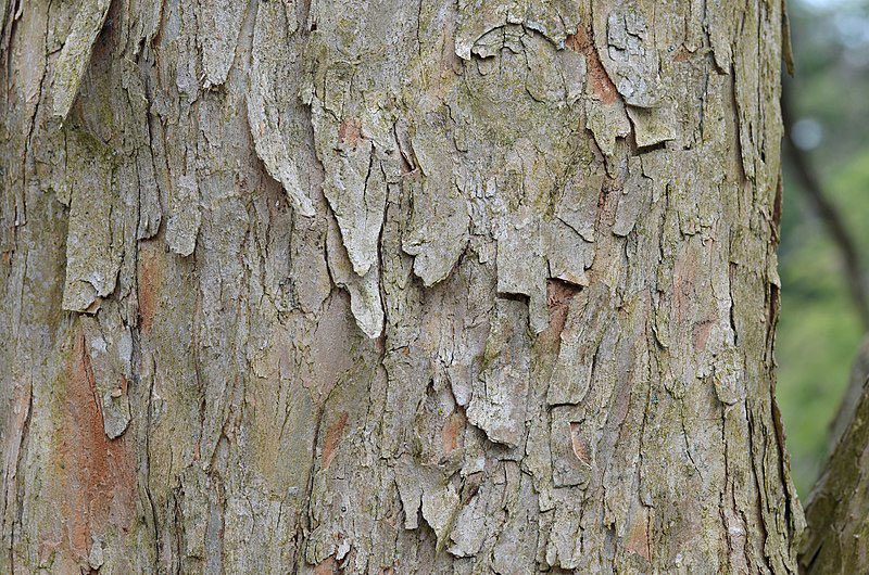 Bark-of-Trident-maple