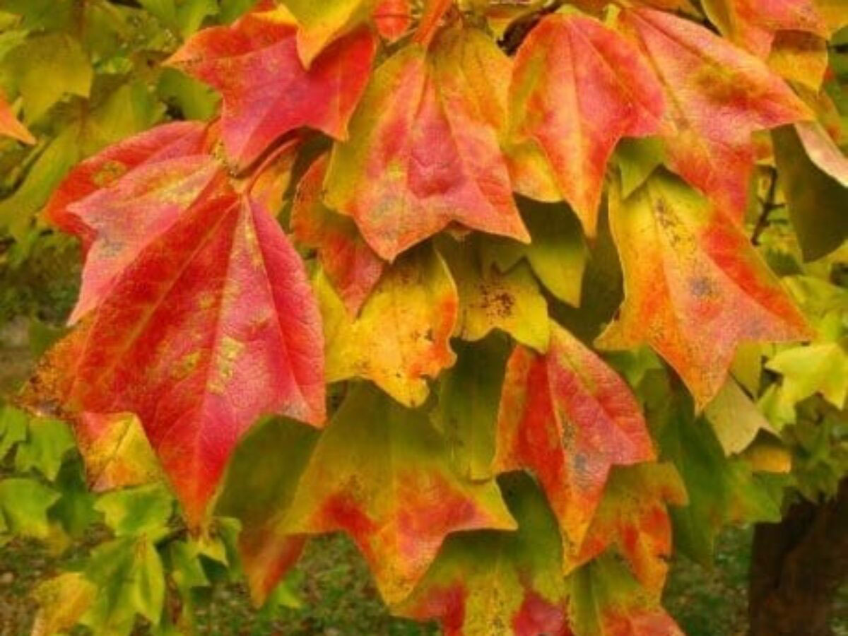 Fall-leaf-color-of-Trident-maple