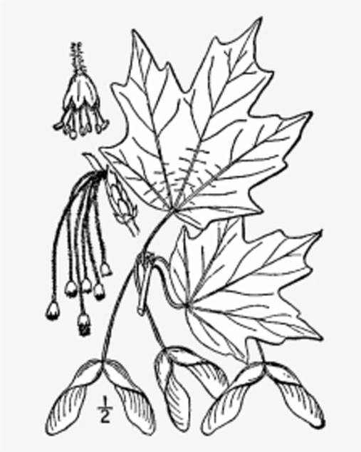 Sketch-of-Trident-maple