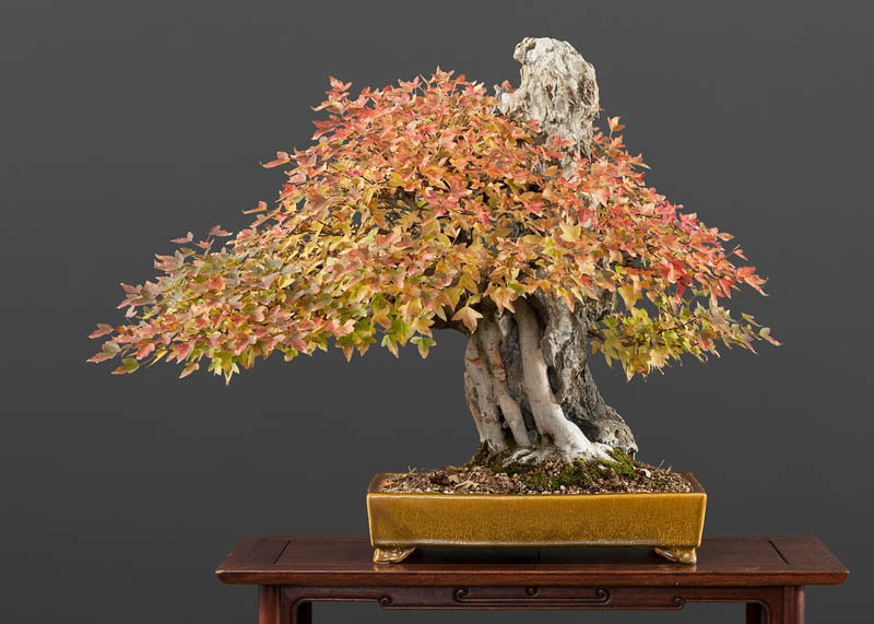 Trident-Maple-bonsai
