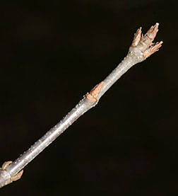 Twig-of-Trident-maple