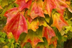 Fall-leaf-color-of-Trident-maple