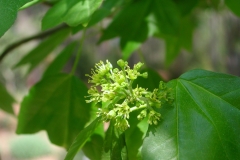 Flower-of-Trident-maple
