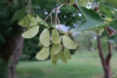 Immature-fruits-of-Trident-maple