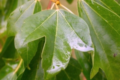 Leaf-of-Trident-maple