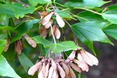 Mature-samaras-of-Trident-maple
