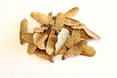 Seeds-of-Trident-maple