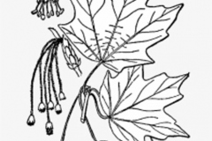 Sketch-of-Trident-maple