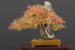 Trident-Maple-bonsai