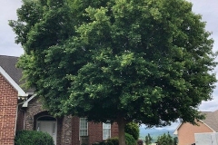 Trident-maple-Tree