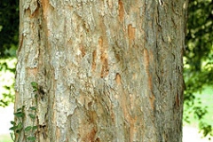 Trunk-of-Trident-maple