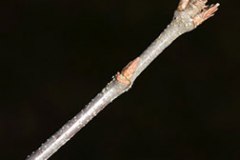 Twig-of-Trident-maple