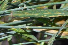 Leaves-of-Triticale