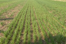 Triticale-farm