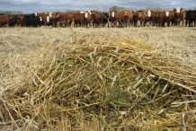 Triticale-forage