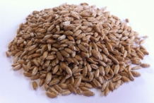Triticale-seeds