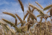 Triticale