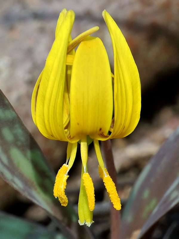 Closer-view-of-Flower-of-Trout-lily