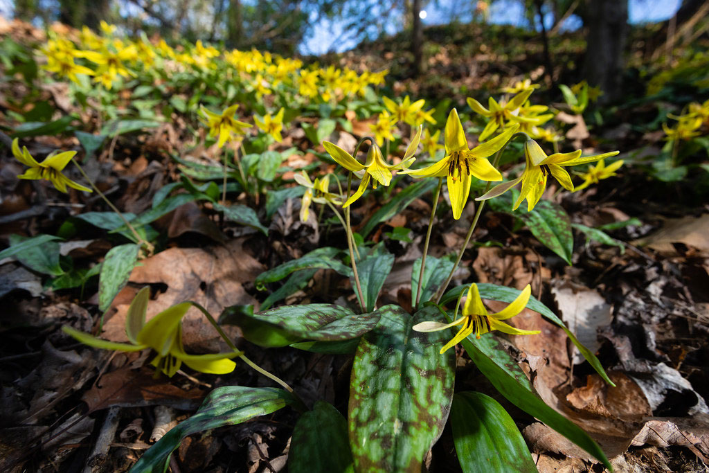 Trout-lily-Plant-growing-wild