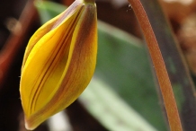 Flowering-bud-of-Trout-lily