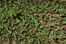 Small-Trout-lily-plants