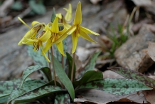 Trout-lily-Plant