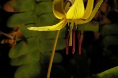 Flower-of-Trout-lily