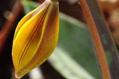 Flowering-bud-of-Trout-lily