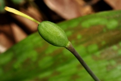 Immature-Fruit-of-Trout-lily
