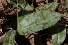 Leaves-of-Trout-lily