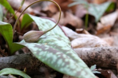 Maturing-Fruit-of-Trout-lily