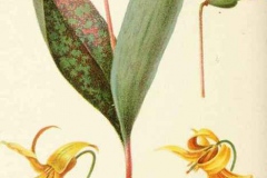 Plant-Illustration-of-Trout-lily