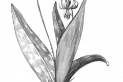 Sketch-of-Trout-lily