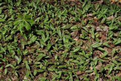Small-Trout-lily-plants