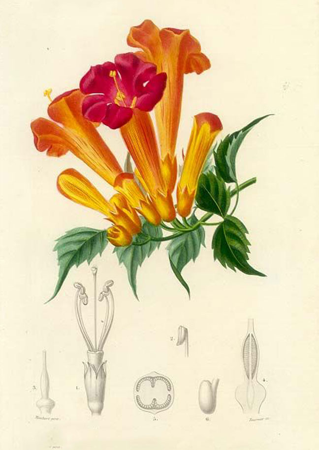 Plant-Illustration-of-Trumpet-Vine