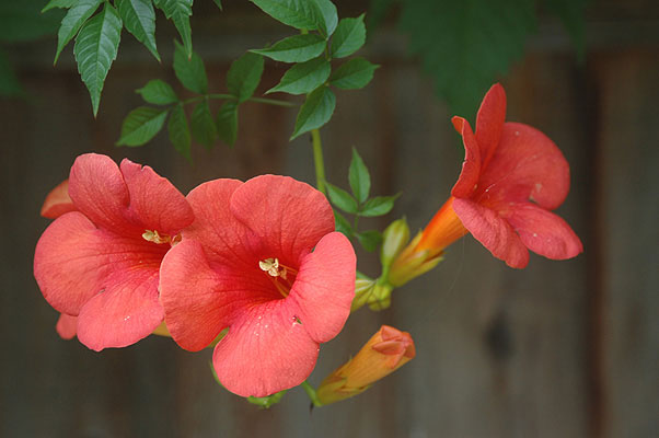 Trumpet-Vine-Flower