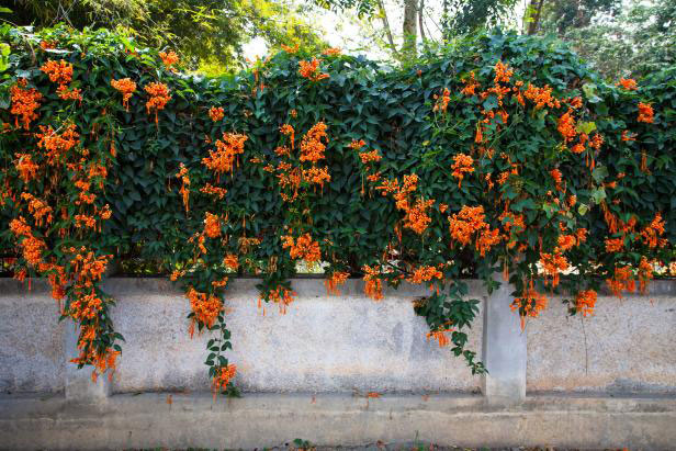 Trumpet-Vine-growing-on-the-wall