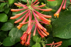 Flower-buds-of-Trumpet-Vine