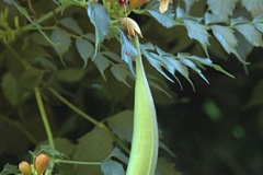 Immature-Fruit-of-Trumpet-Vine