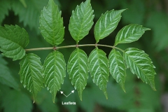 Leaves-of-Trumpet-Vine