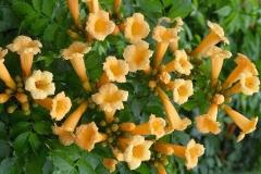 Other-Variety-of-Trumpet-Vine