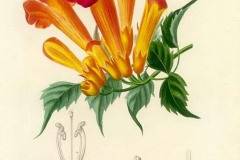 Plant-Illustration-of-Trumpet-Vine