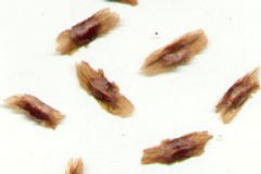 Seeds-of-Trumpet-Vine